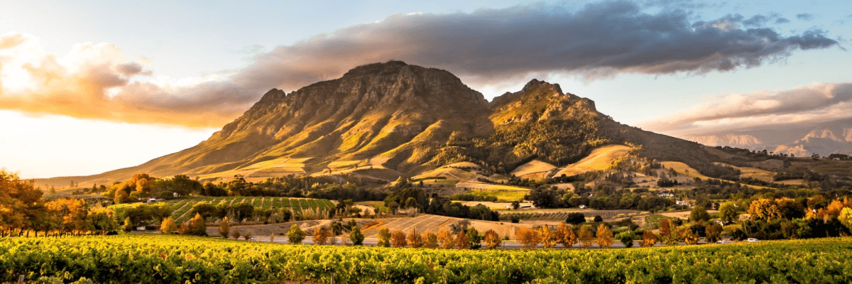 Food, Wine, and Wildlife in South Africa